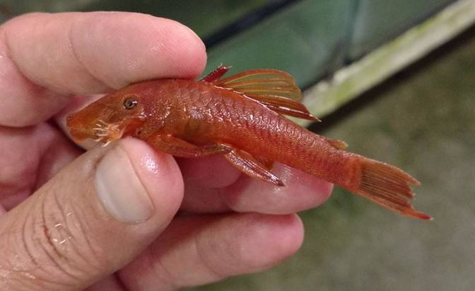 Super Red Bushinose Pleco - 1 inch